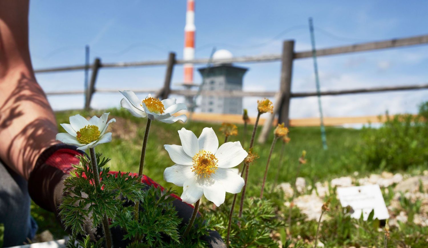 In the Harz National Park lies the Brocken Garden with the prominent weather station © IMG / Edgar Rodtmann