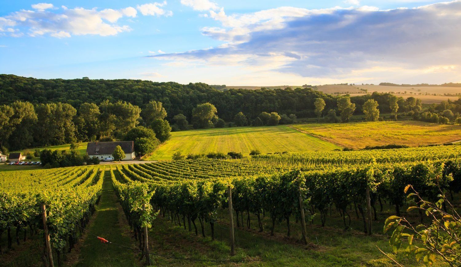 The vineyards of the Zahn-General family start directly behind the winery © Melf Mäder / CMR