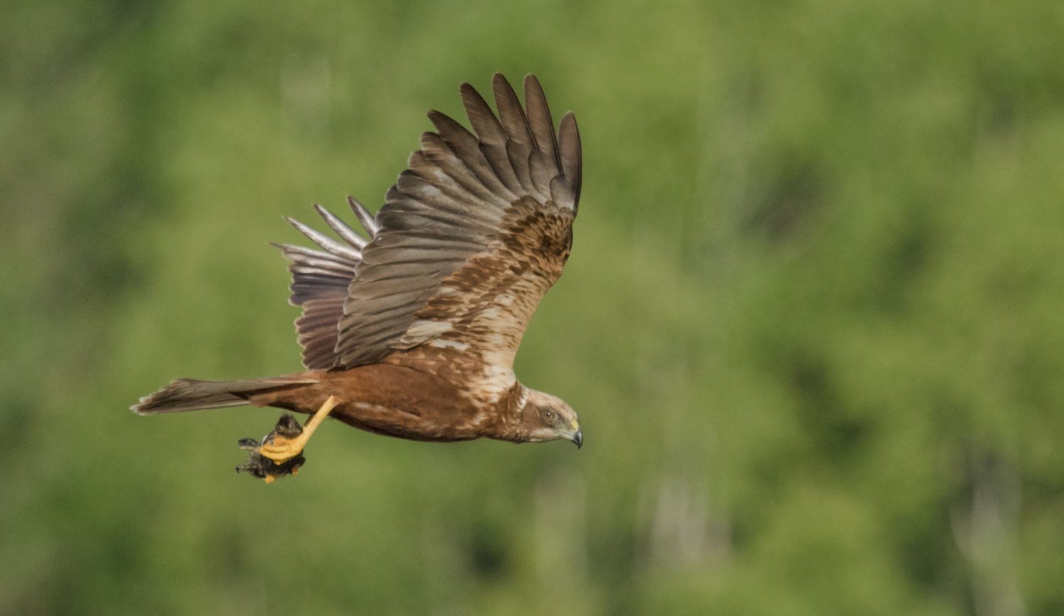 About 20 pairs of ospreys breed in the Müritz National Park, but visitors also get to see many other birds of prey here, such as this marsh harrier © Kathrin Hack