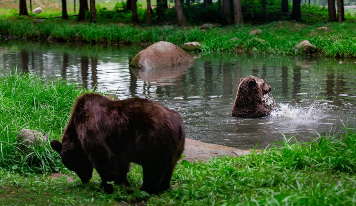 Early in the morning and in the evening you can best observe the bears at the Müritz sanctuary © xxx