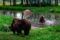 Früh morgens und abends kann man die Bären im Schutzzentrum Müritz am besten beobachten © xxx