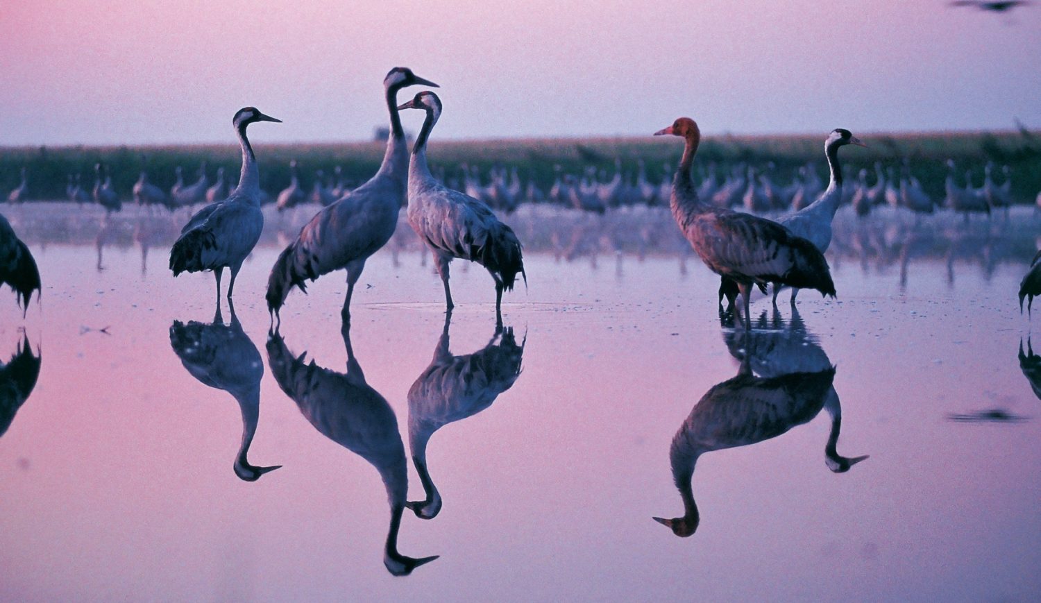 At dusk, the cranes return home to their roosts on the Bodden and lake waters © xxx