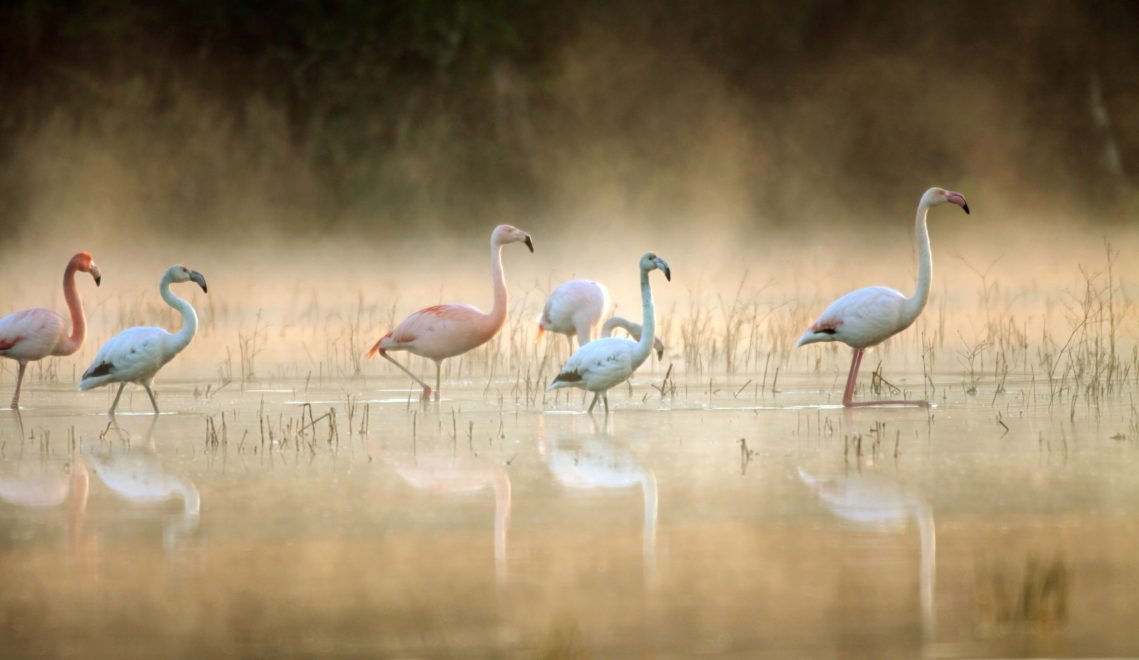 Wie gemalt: Flamingos im Münsterland. Das Zwillbrocker Venn ist ein Vogelschutzgebiet © Biologische Station Zwillbrock