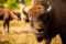 Rare species: bison in the "bison world" near Bad Berleburg © Tourismus NRW e.V.