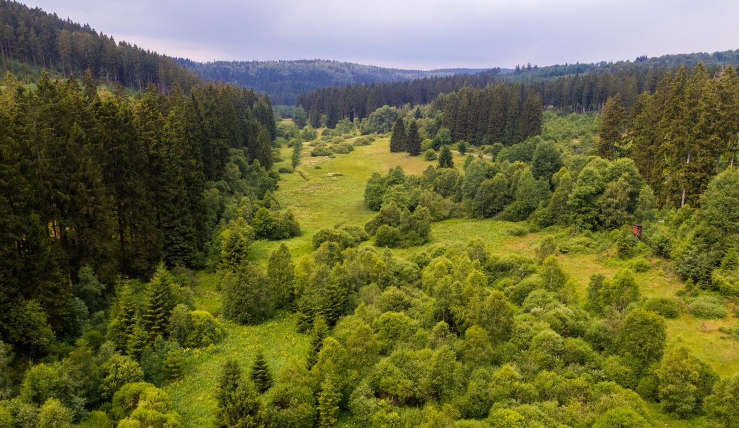 Siehst du den schmalen Wanderpfad ganz hinten rechts, unter den Tannen? Da im Elberndorftal könntest du jetzt unterwegs sein… © Tourismus NRW e.V.