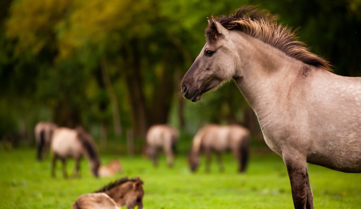 Beauty in profile: Wild horses have been at home in Münsterland for centuries © Tourismus NRW e.V.