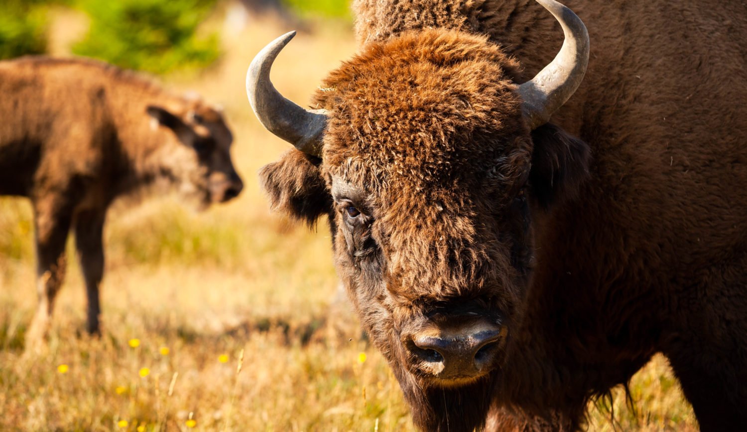 Who you don't meet in the Rothaargebirge! Wisent in the "Wisent World" of Bad Berleburg © Tourismus NRW e.V.