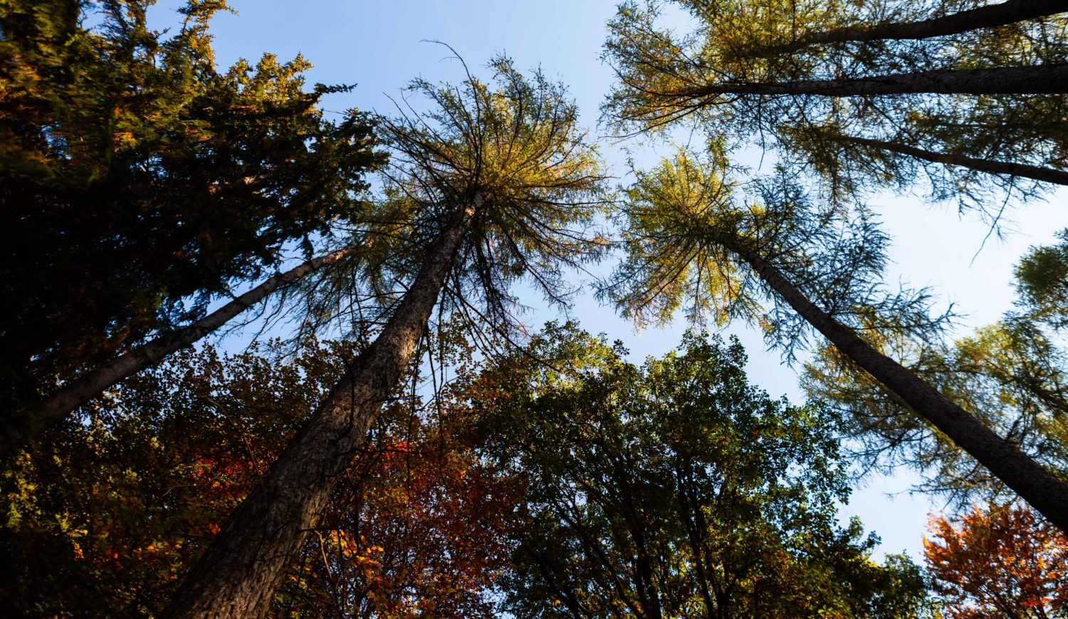 Wenn der Herbst das Laub färbt, ist es im Arnsberger Wald im Sauerland besonders stimmungsvoll © Tourismus NRW e.V.