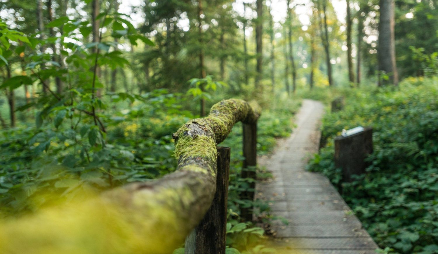Peace, silence, birdsong: a wooden footbridge leads to the source of the Sieg. In the middle of the forest, of course: © Tourismus NRW e.V. - Dominik Ketz