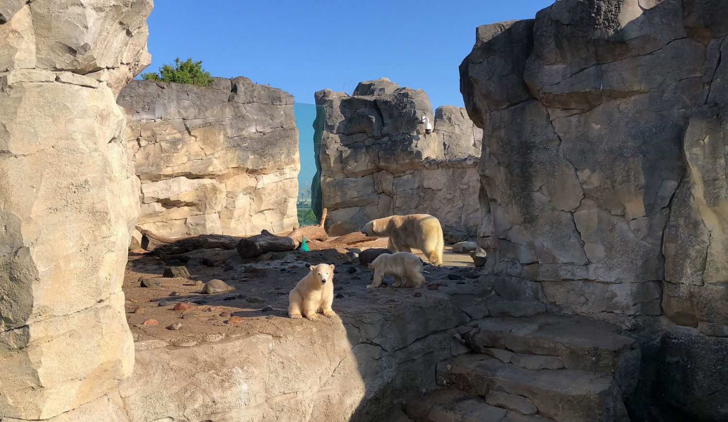 Nachwuchs im Zoo: Die Eisbärenzwillinge Anna und Elsa erkunden das Außengehege mit Mutter Valeska © Mailin Knoke_Erlebnis Bremerhaven