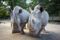 Die sanftmütigen Dickhäuter sind die Gäste-Lieblinge im Zoo © M.Roeder