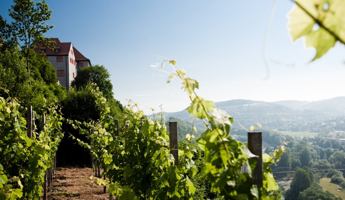 Bis heute wird hier auch Wein angebaut © Thüringer Tourismusverband Jena-Saale-Holzland e.V./J. Hauspurg