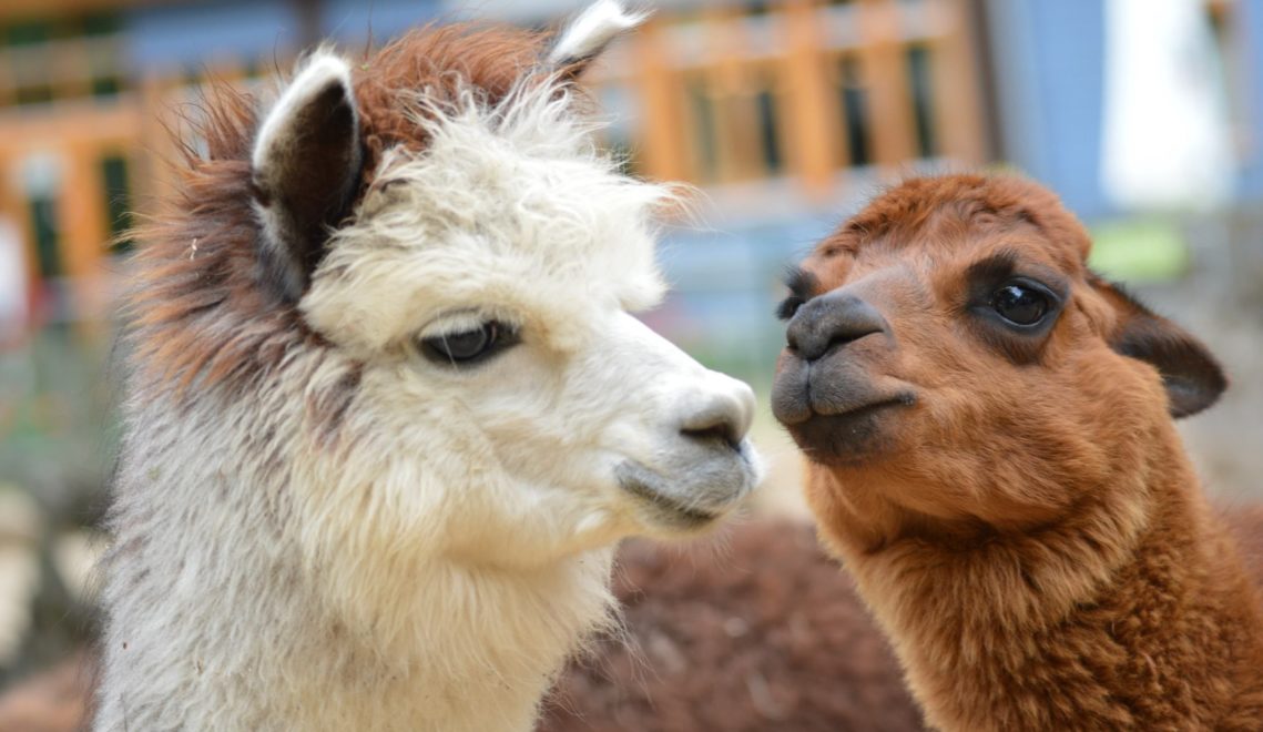 Visitors can also pet the trusting alpacas