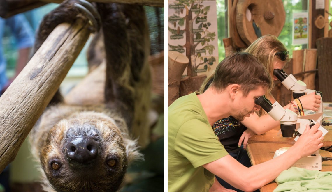 No hurry! The sloth in the Humboldt House takes it easy. At the research camp, young and old alike take a closer look at nature © Erhard Heiden