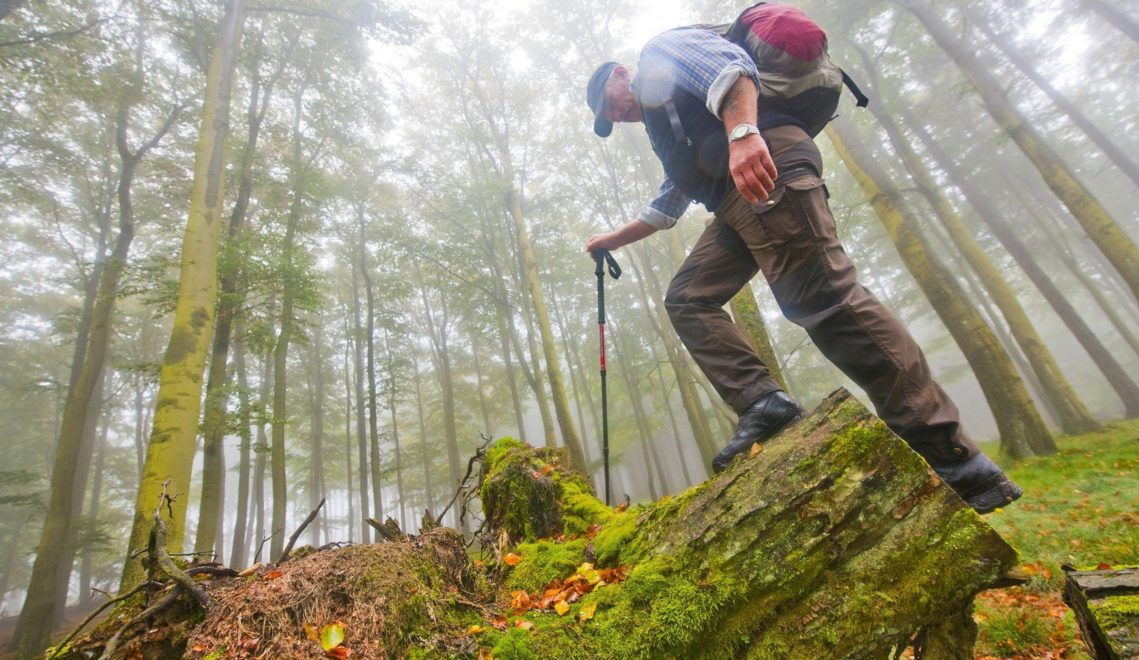 The forests of the Eifel are ideal for undisturbed hiking © Oliver Franke, Tourismus NRW e.V.