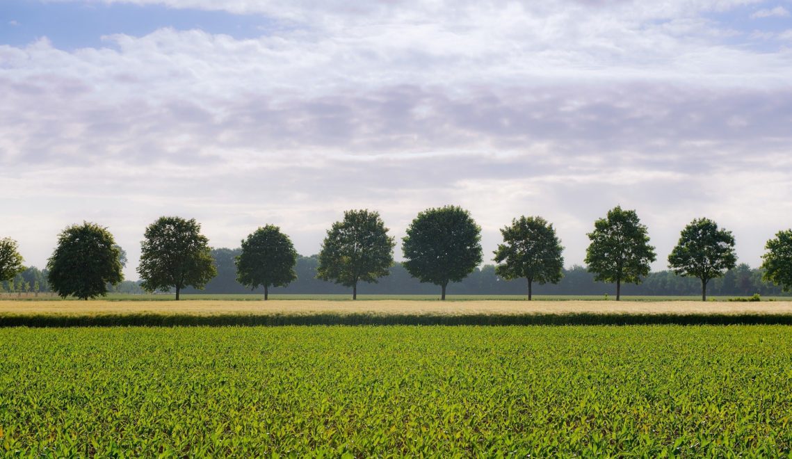 Baumalleen und grüne Felder säumen die Straßen im umliegenden Münsterland © Oliver Franke, Tourismus NRW e.V.