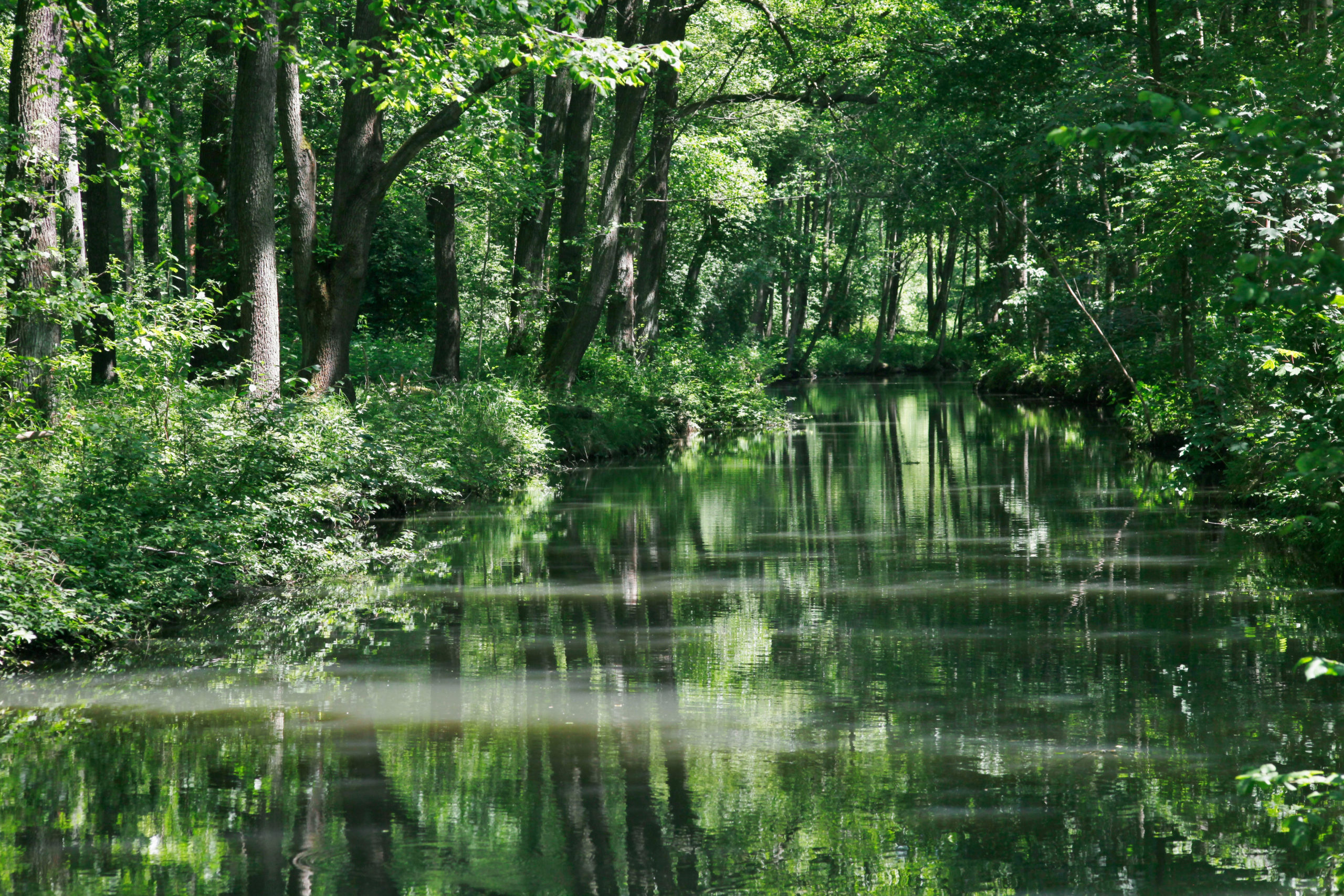 Kahnpartie durch den Kleinen Spreewald - Entdecke Deutschland