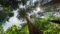 Im Exotenwald in Weinheim wachsen die Mammutbäume in den Himmel