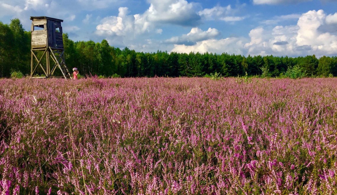 Im August blüht die Heide in voller lilafarbener Pracht © TMB-Fotoarchiv/Steffen Lehmann