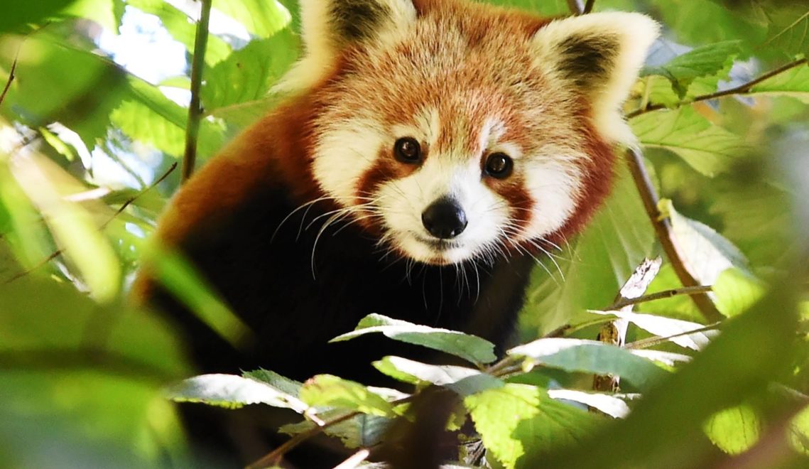 Native to northern China - and at Schwerin Zoo: the red panda