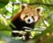 Native to northern China - and at Schwerin Zoo: the red panda