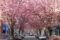 Cherry blossom in the old town of Bonn © Bundesstadt Bonn, Sondermann