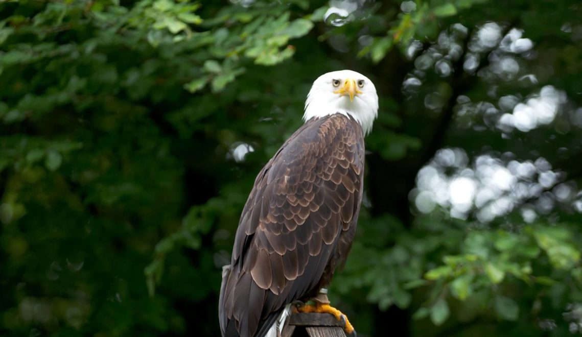 At the Harzfalkenhof in Bad Sachsa you can watch birds of prey like the bald eagle