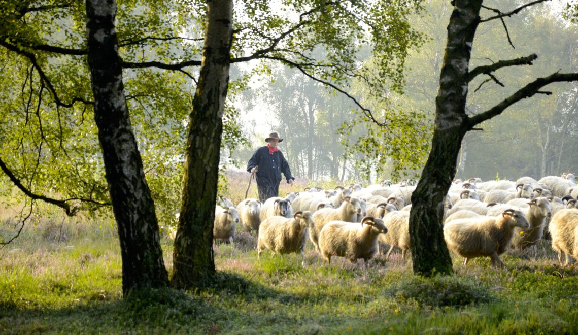 Shepherd at the Thülsfeld Dam