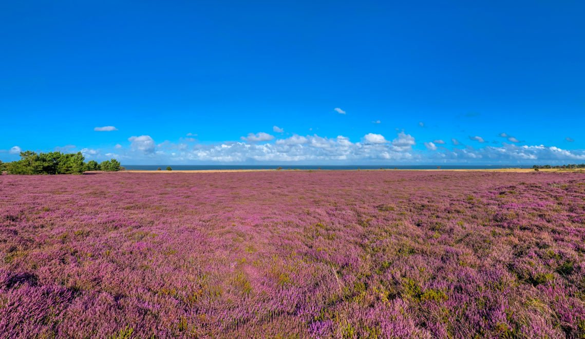 Between Braderup and Kampen lies Sylt's most beautiful heath landscape © Adobestock/foto select