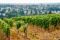 Over the vineyards of the Neroberg you have a beautiful view of the city