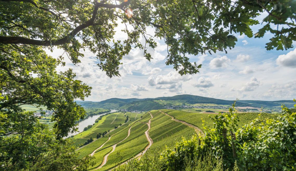 The wine landscape in the Moselle Valley dates back to Roman settlement © Rheinland-Pfalz Tourismus GmbH / Ketz