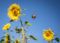 Ballonfahrt mit Sonnenblumen – alles eine Frage der Perspektive © Dietmar Denger