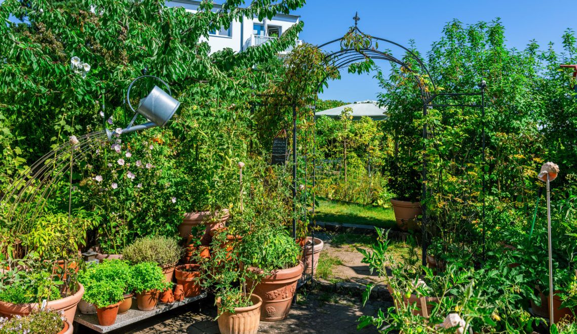 In the garden of Mr. and Mrs. Knobloch grow medicinal herbs and vegetables of all kinds