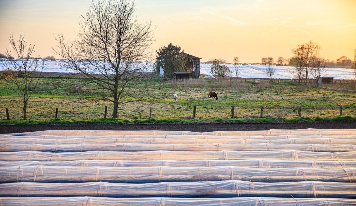 To keep the heat in the soil, the asparagus fields are covered with foil