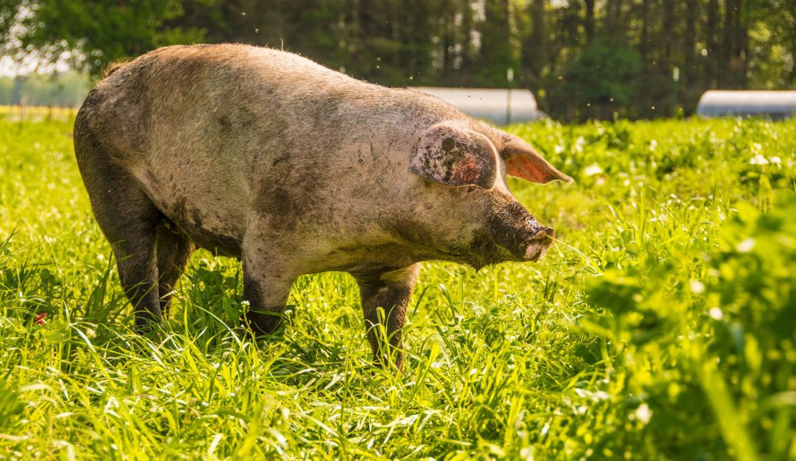 At the Taurus Weidefleisch farm, a cross is bred between the Bunte Bentheimer, an old regional breed of pig, and the red-haired robust Duroc pig