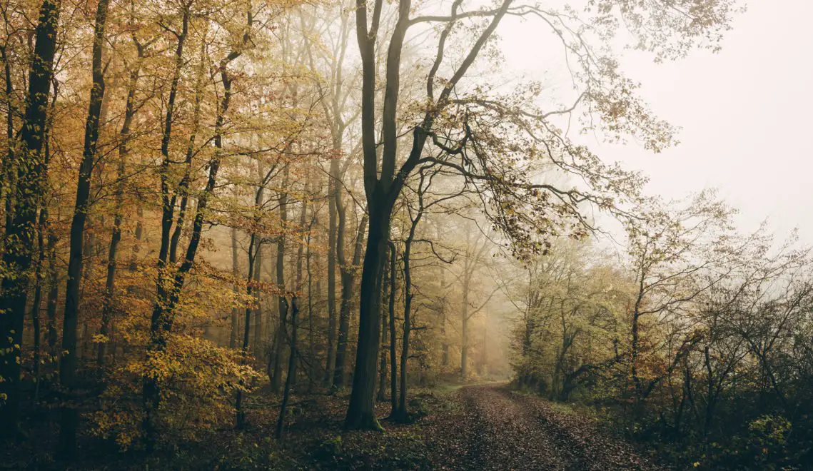 It pays to get up early: the saarroamers prefer to be out and about in the forest at sunrise. When the mist wafts over the ground and the sun's rays slowly emerge from behind the trees, particularly great pictures can be taken