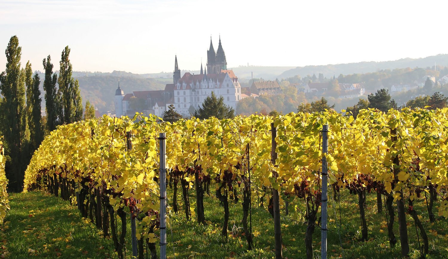 From the vineyards of the winery Schloss Proschwitz you have the best view of the landmark of Meissen - Albrechtsberg Castle and the cathedral of the city while tasting