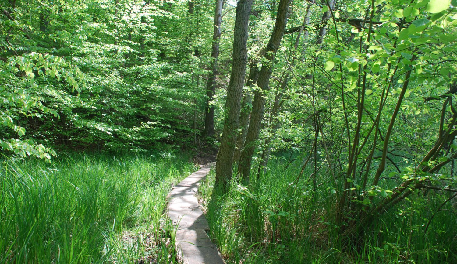 Voigtsdorfer Karpfenteich: Enchanted paths along the kingfisher nature trail © Stadt Parchim