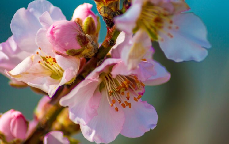 Almonds bloom only for about four weeks a year © Markus - stock.adobe.com