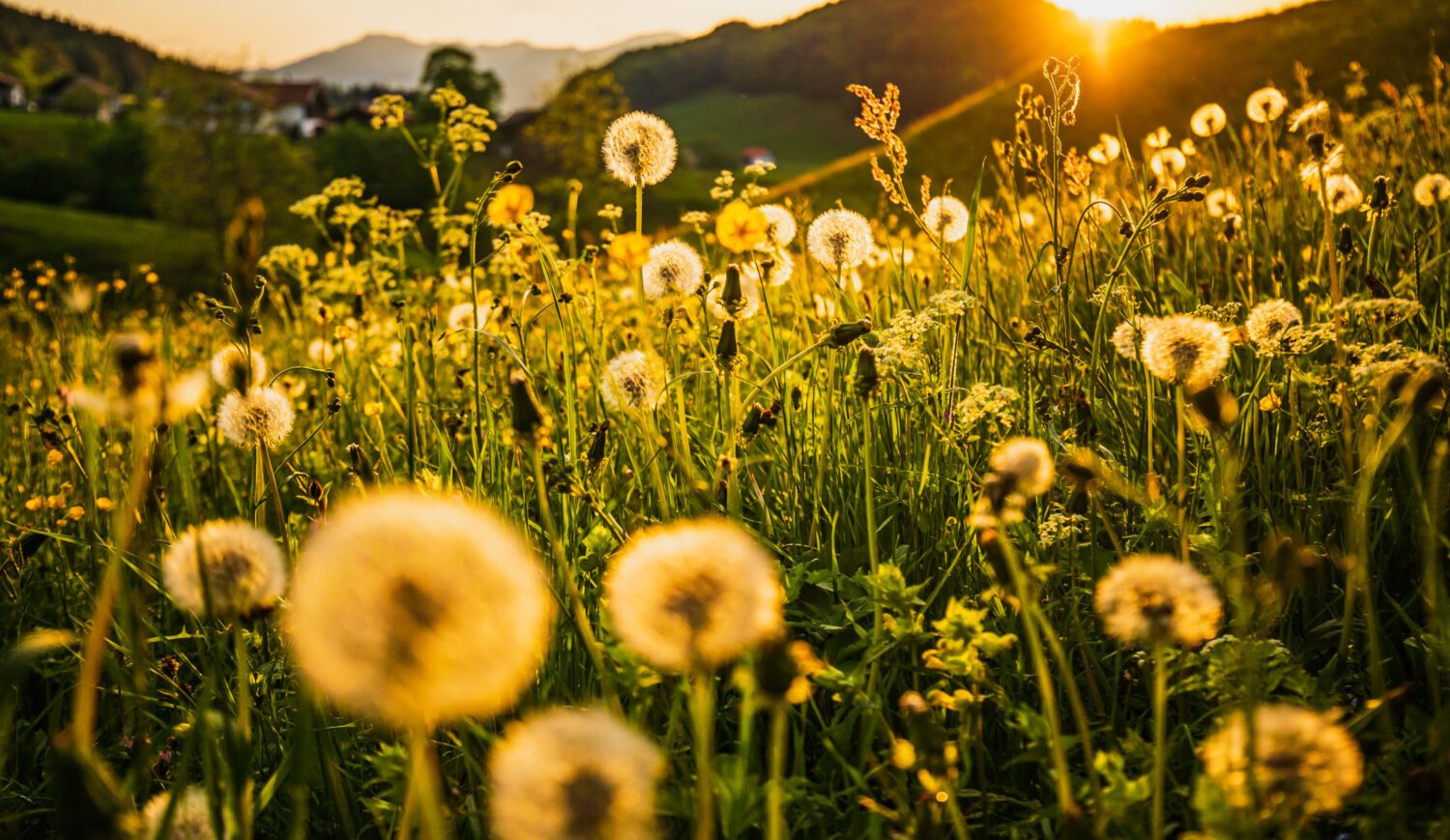 Im Sommer blühen die Bergwiesen rund um Ruhpolding in voller Pracht © Ruhpolding Tourismus GmbH