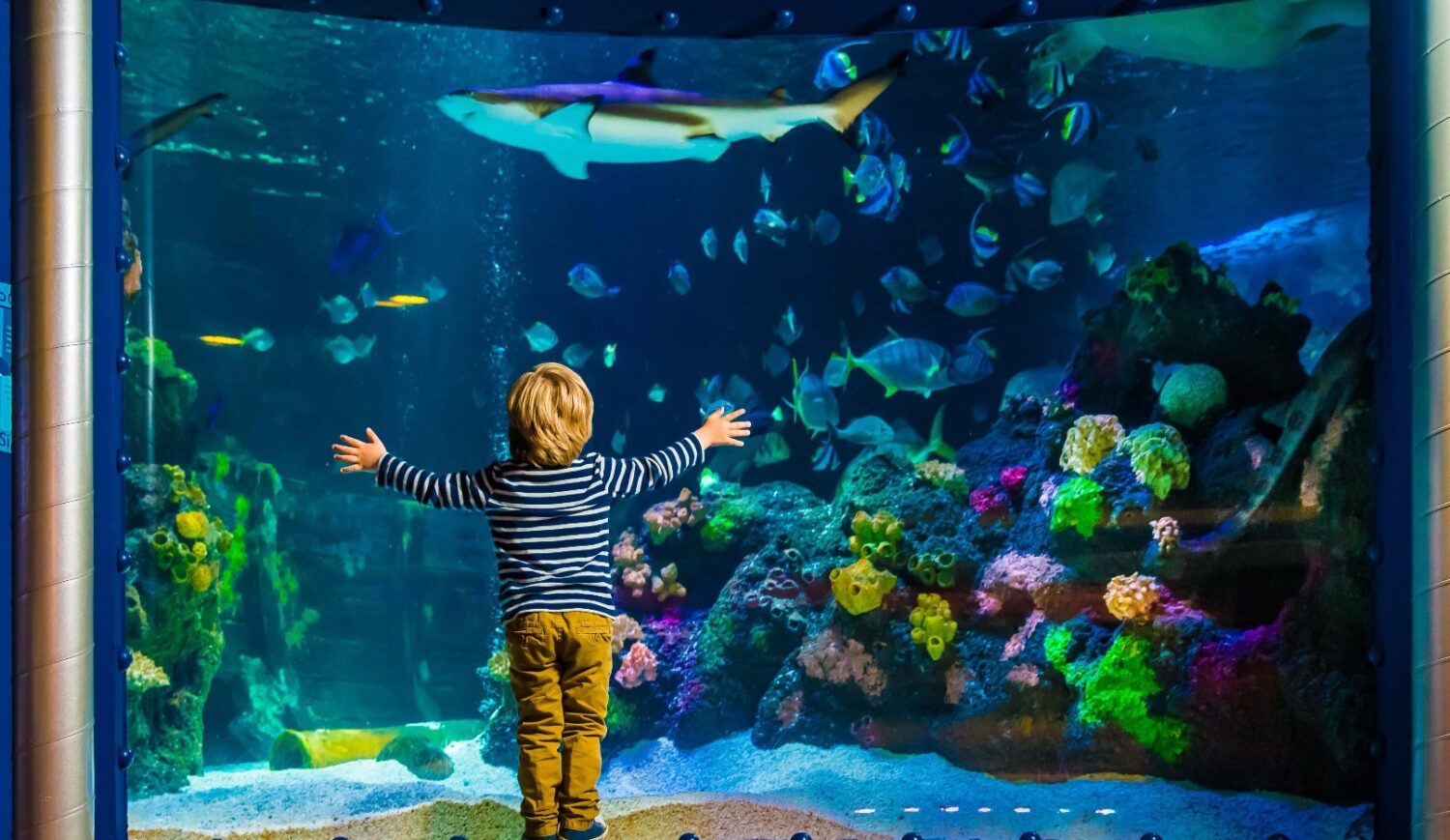 At SeaLife you can discover many exotic and native fish - a nice experience for the whole family © Ulrich Perrey