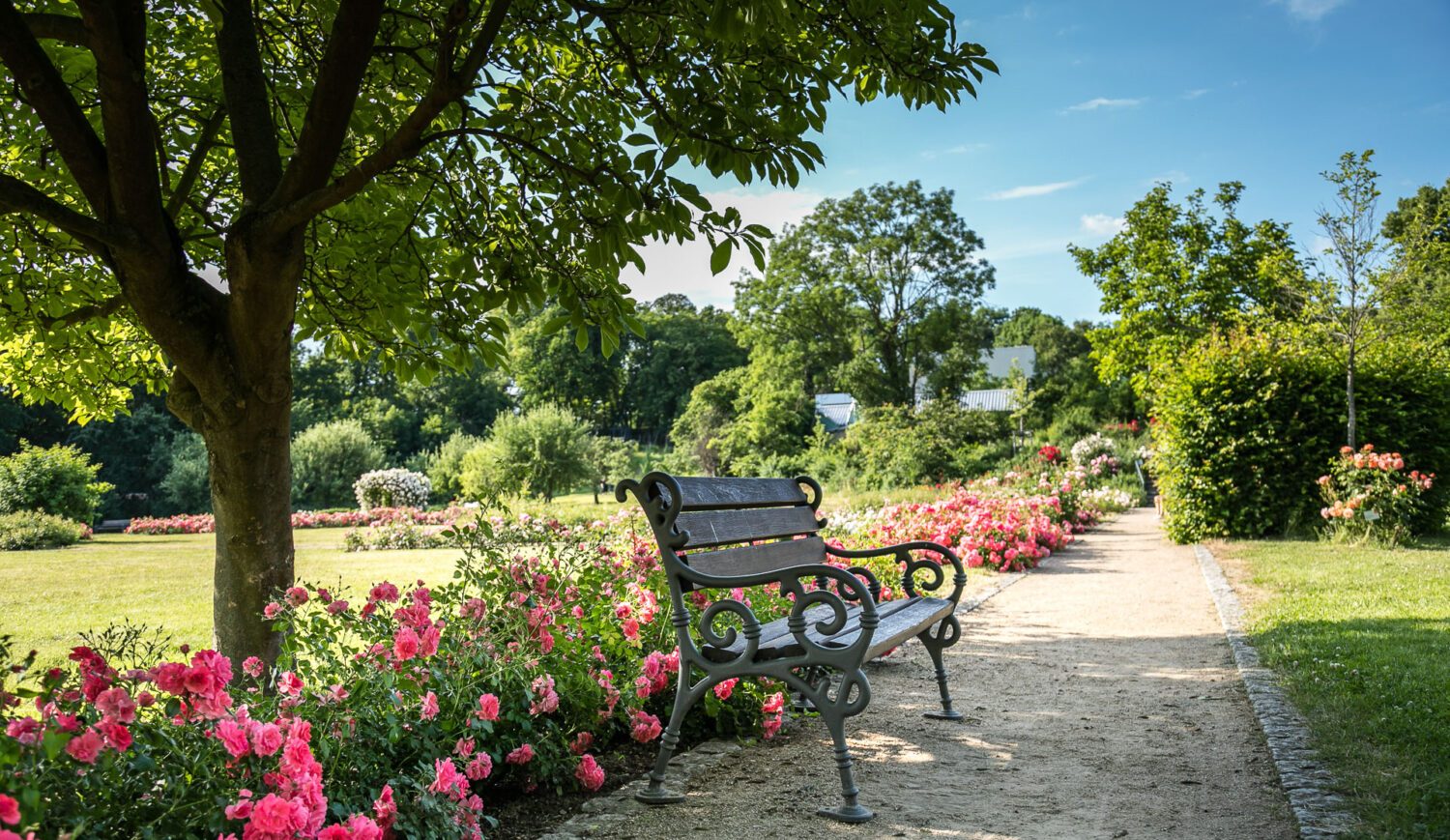 In addition to the many roses, you will find more than 100 different species of trees and shrubs in the Magdalenengarten © Hildesheim Marketing GmbH