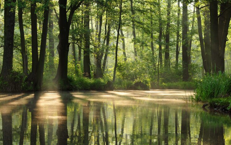 Enchanting - a ride through the channels of the Spreewald in the morning