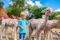 At the Birkenkamp farm everything revolves around the alpacas