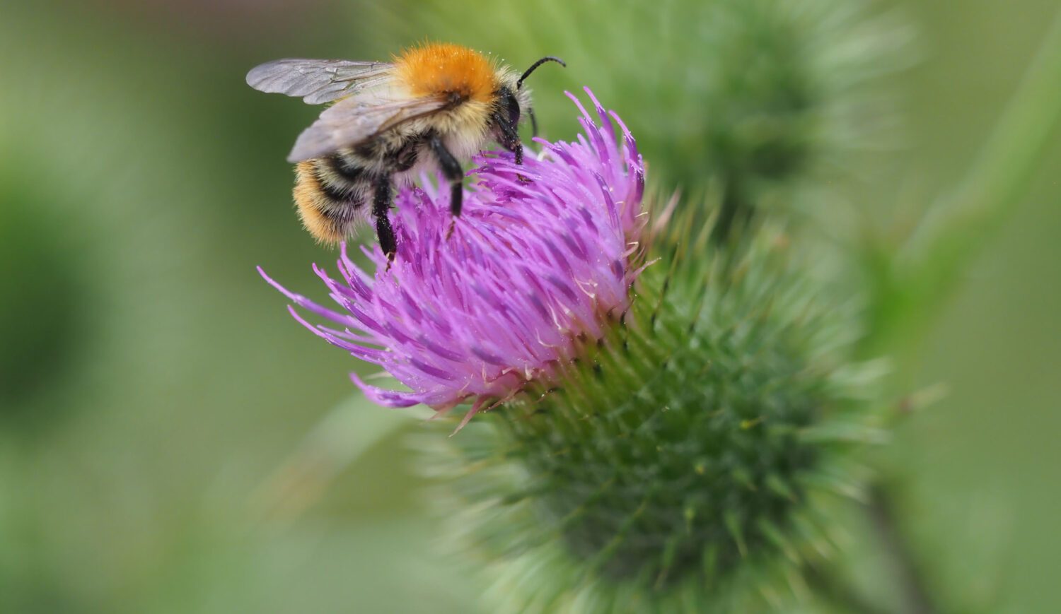 Intact nature: Vogelsberg bumblebee on a thistle © Christina Marx