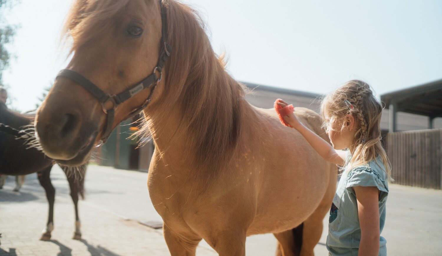 Auch bei der Pflege der Pferde können die Kinder hier mithelfen © TMV/Petermann